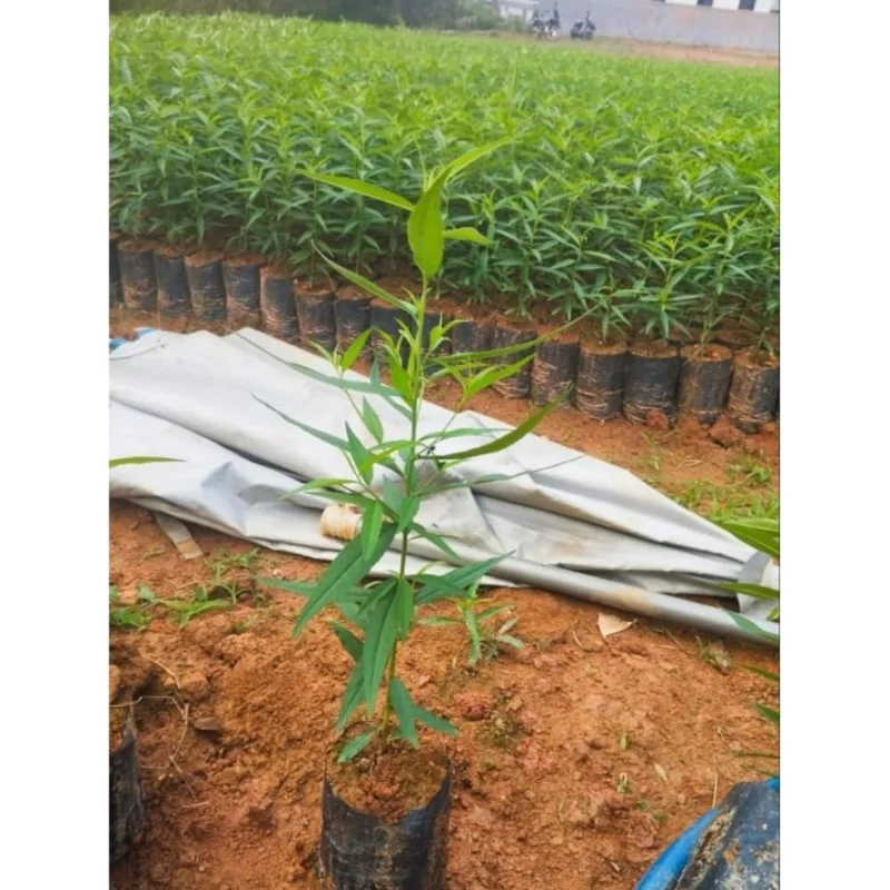 Belle of Georgia Peach Trees Live Plants - 12-18" Bare Root for Home Gardens