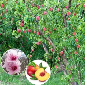 Belle of Georgia Peach Tree Plants - 2 Live Dormant Bare Roots - 12-18 inch - Backyard Orchard