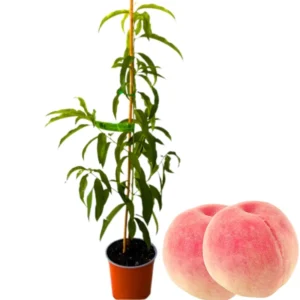Belle of Georgia Peach Trees - 2 Bare Root Live Plants - 12-18 Inch Dormant Peaches Plant