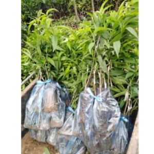 Belle of Georgia Peach Trees - 2 Bare Root Live Plants - 12-18 Inch Dormant Peaches Plant