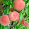 Belle of Georgia Peach Trees - 2 Bare Root Live Plants - 12-18 Inch Dormant Peaches Plant