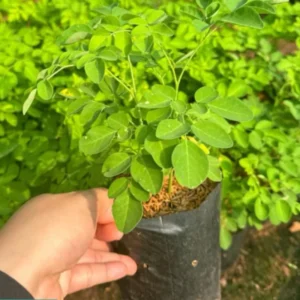 Moringa Oleifera Tree Plant Live - 2.5" Pot Starter Malunggay Drumstick Horseradish