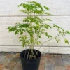 Moringa Oleifera Tree Plant Live - 2.5" Pot Starter Malunggay Drumstick Horseradish