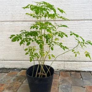 Moringa Oleifera Tree Plant Live - 2.5" Pot Starter Malunggay Drumstick Horseradish