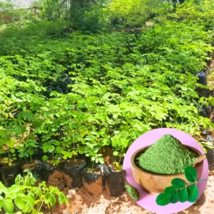 Moringa Oleifera Tree Plant Live - 2.5