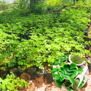 Moringa Oleifera Tree Plant Live - 2.5