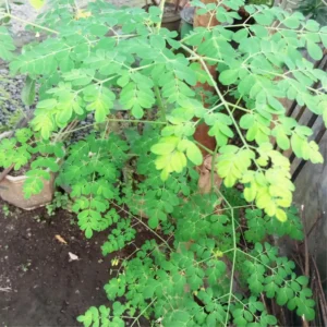 Moringa Oleifera Tree Plant Live - 2.5