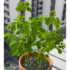 Moringa Oleifera Tree Plant Live - Drumstick Horseradish Trees - 2.5 Inch Pot