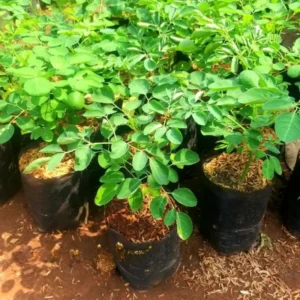 Moringa Oleifera Tree Plant Live - Drumstick Horseradish Trees - 2.5 Inch Pot