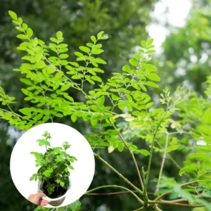 Moringa Oleifera Tree Plant Live - Drumstick Horseradish Trees - 2.5 Inch Pot