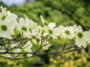 Kousa Dogwood Tree