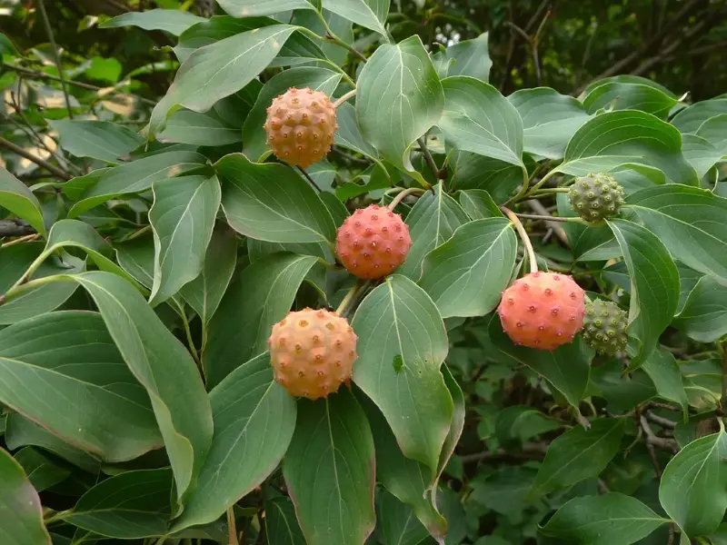 Kousa Dogwood fruits