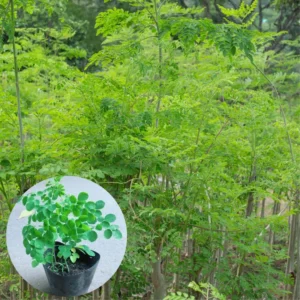 Moringa Plant Live Malunggay Seedling - 2.5
