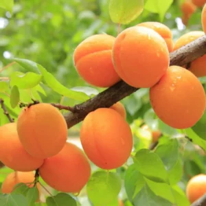 Apricot Trees Live Plant - 2 Bare Root Trees 1-2 ft - Home Garden Fresh Fruit