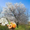 Apricot Trees Live Plant - 2 Bare Root Trees 1-2 ft - Home Garden Fresh Fruit