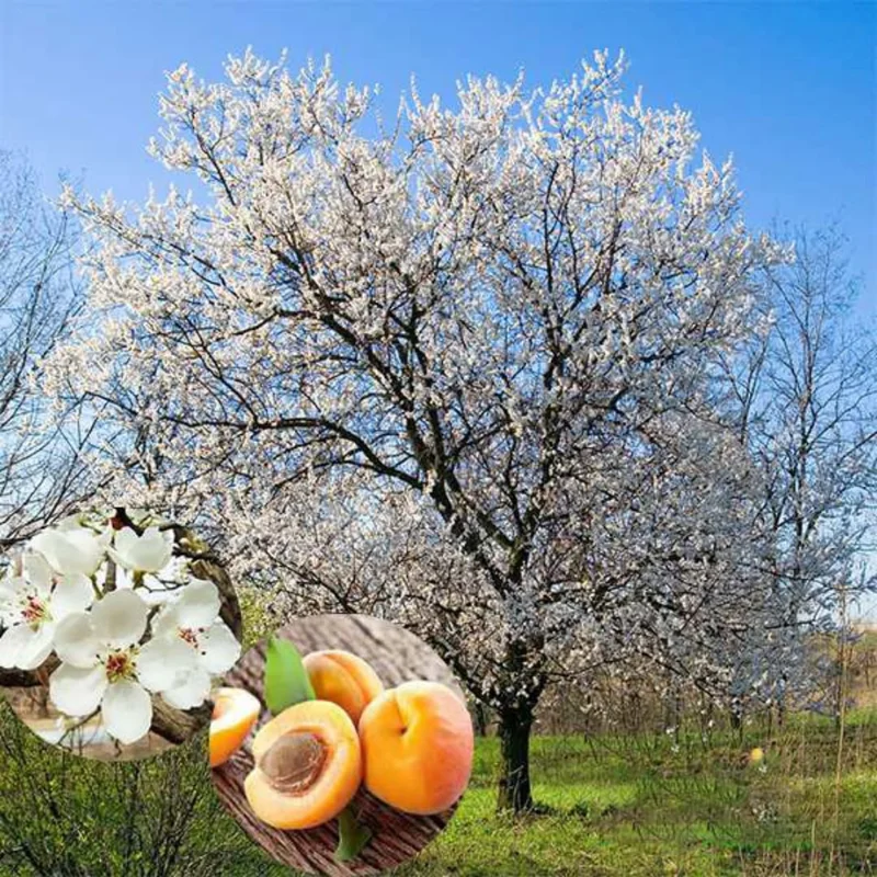Apricot Trees Live Plant - 2 Bare Root Trees 1-2 ft - Home Garden Fresh Fruit