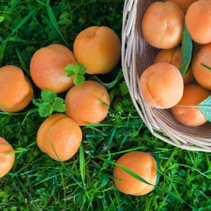 Apricot Trees - 2 Dormant Live Plants - 1-2 Feet Tall - Bare Root - Home Garden Planting