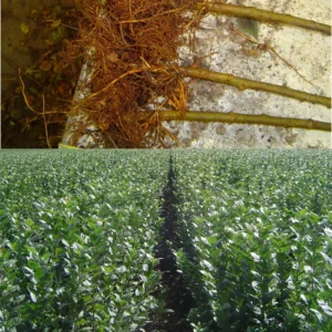 Apricot Trees - 2 Dormant Live Plants - 1-2 Feet Tall - Bare Root - Home Garden Planting