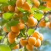 Apricot Trees - 2 Bare Root Apricot Trees - 1-2 Ft Tall - Ready to Grow Sweet Apricots