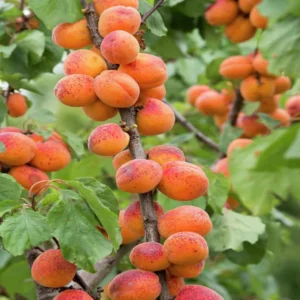 Apricot Trees - 2 Bare Root Apricot Trees - 1-2 Ft Tall - Ready to Grow Sweet Apricots