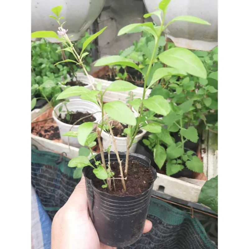 Goji Berry Plant - Live Red Goji Berry Starter Bush - 6-10 Inches Tall