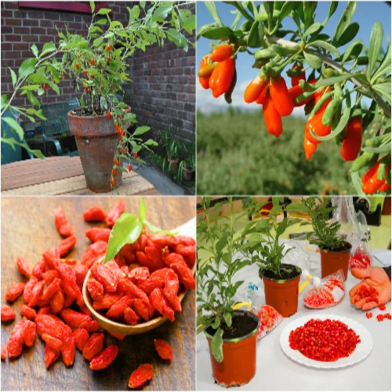 Goji Berry Plant - Live Red Goji Berry Starter Bush - 6-10 Inches Tall