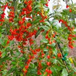 Goji Berry Plant - Live Red Goji Berry Starter Bush - 6-10 Inches Tall