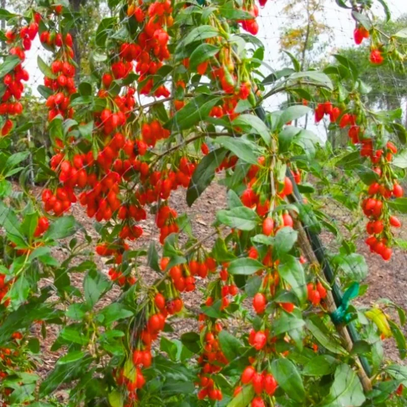Goji Berry Plant - Live Red Goji Berry Starter Bush - 6-10 Inches Tall