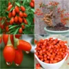 Goji Berry Trees Starter Plants - 6 to 10" Tall - Red Goji Berries - Set of 2