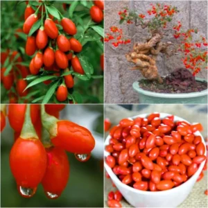 Goji Berry Trees Starter Plants - 6 to 10