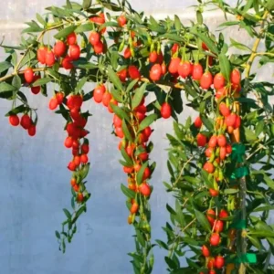 Goji Berry Trees Starter Plants - 6 to 10