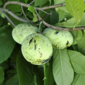 Pawpaw Trees: 2 Live Paw Paw Plant Starters - Asimina Triloba - Hardy Fruit Trees