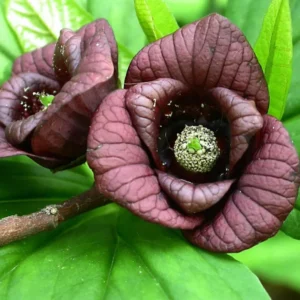 Pawpaw Trees: 2 Live Paw Paw Plant Starters - Asimina Triloba - Hardy Fruit Trees