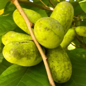 Pawpaw Trees: 2 Live Paw Paw Plant Starters - Asimina Triloba - Hardy Fruit Trees