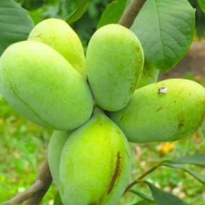 Pawpaw Trees - 2 Live Asimina Triloba Tree Starters - 5-7 Inch Plants