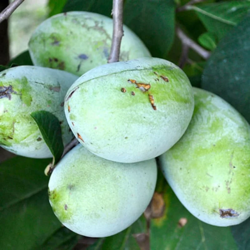 Pawpaw Trees - 2 Live Asimina Triloba Tree Starters - 5-7 Inch Plants