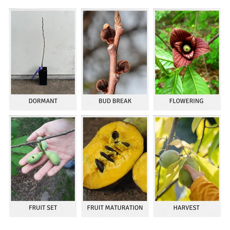 Pawpaw Trees - 2 Live Asimina Triloba Tree Starters - 5-7 Inch Plants