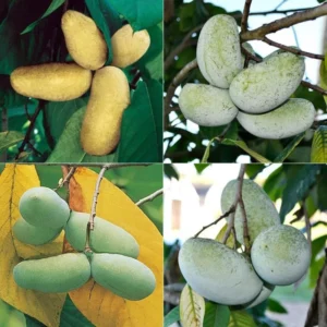 Pawpaw Fruit Trees - 2 Live Paw Paw Plants Starter - 5-7