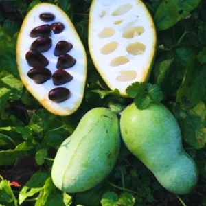 Pawpaw Fruit Trees - 2 Live Paw Paw Plants Starter - 5-7