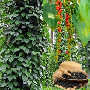 Piper Nigrum Black Pepper Plant Starter - 4-6 Inch Live Plant for Home Gardens