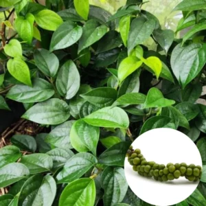 Piper Nigrum Black Pepper Plant Starter - 4-6 Inch Live Plant for Home Gardens