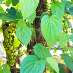 Piper Nigrum Black Pepper Plant Starter - 4-6 Inch Live Plant for Home Gardens