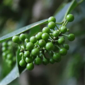 Piper Nigrum Black Pepper Plant Starter - 4-6 Inch Live Plant for Home Gardens