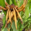 Fingerroot Ginger Live Root Tubers - Thai Cooking Herb or Planting Root - Fresh Rhizome