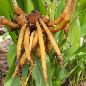 Fingerroot Ginger Live Root Tubers - Thai Cooking Herb or Planting Root - Fresh Rhizome