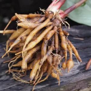 Fingerroot Ginger Live Root Tubers - Thai Cooking Herb or Planting Root - Fresh Rhizome