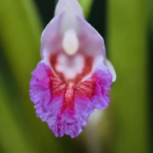 Fingerroot Ginger Live Root Tubers - Thai Cooking Herb or Planting Root - Fresh Rhizome