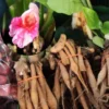 Fingerroot Ginger Live Root Tubers - Thai Cooking Herb or Planting Root - Fresh Rhizome