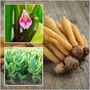 Live Finger Root Plant Tuber - Thai Fingerroot Herb Root for Growing