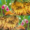 Finger Root Ginger Plant Tuber - Thai Ginger Roots for Growing Outdoor